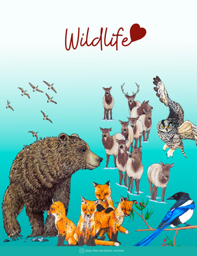 E-book of all: 54 Information Sheets • Mountains • Wildlife • Activities • Wildflowers