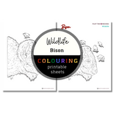Wildlife: Bison Colouring Sheets ⌲ Printable