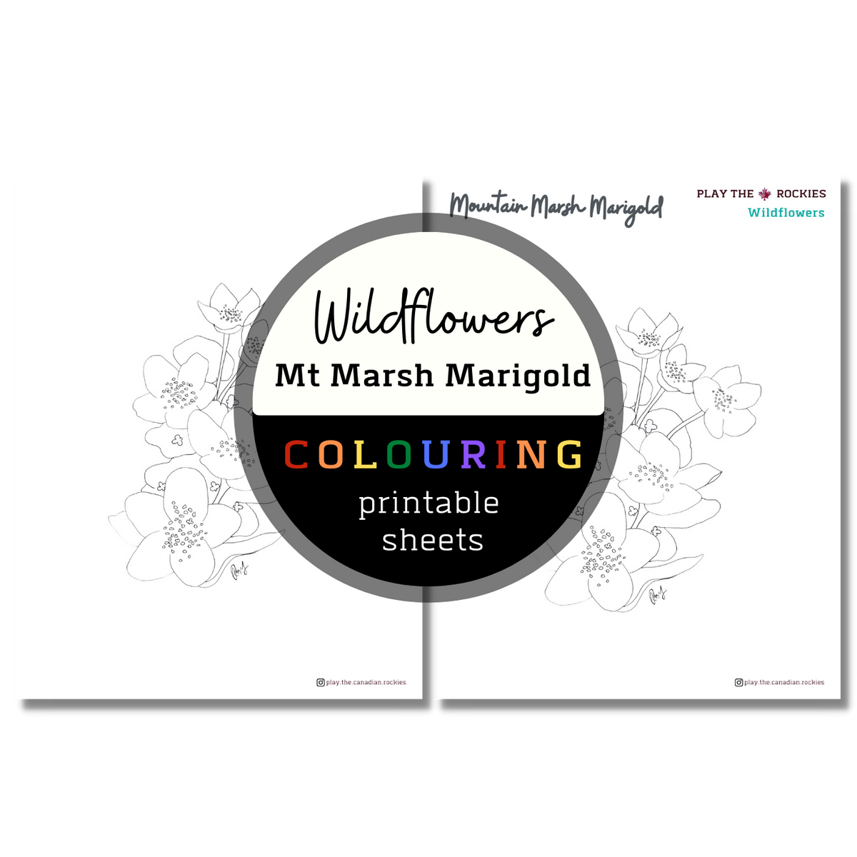 Wildflower: Mountain Marsh Marigold Colouring Sheets ⌲ Printable