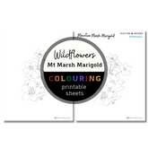 Wildflower: Mountain Marsh Marigold Colouring Sheets ⌲ Printable