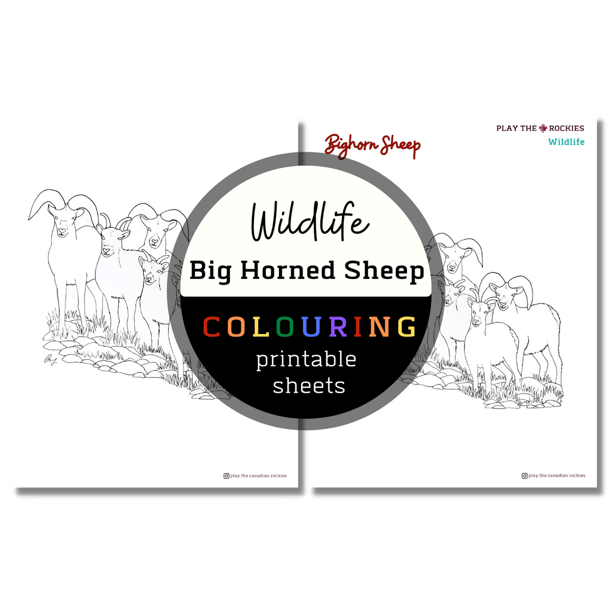 Wildlife: Big Horned Sheep Colouring Sheets ⌲ Printable