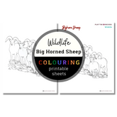 Wildlife: Big Horned Sheep Colouring Sheets ⌲ Printable