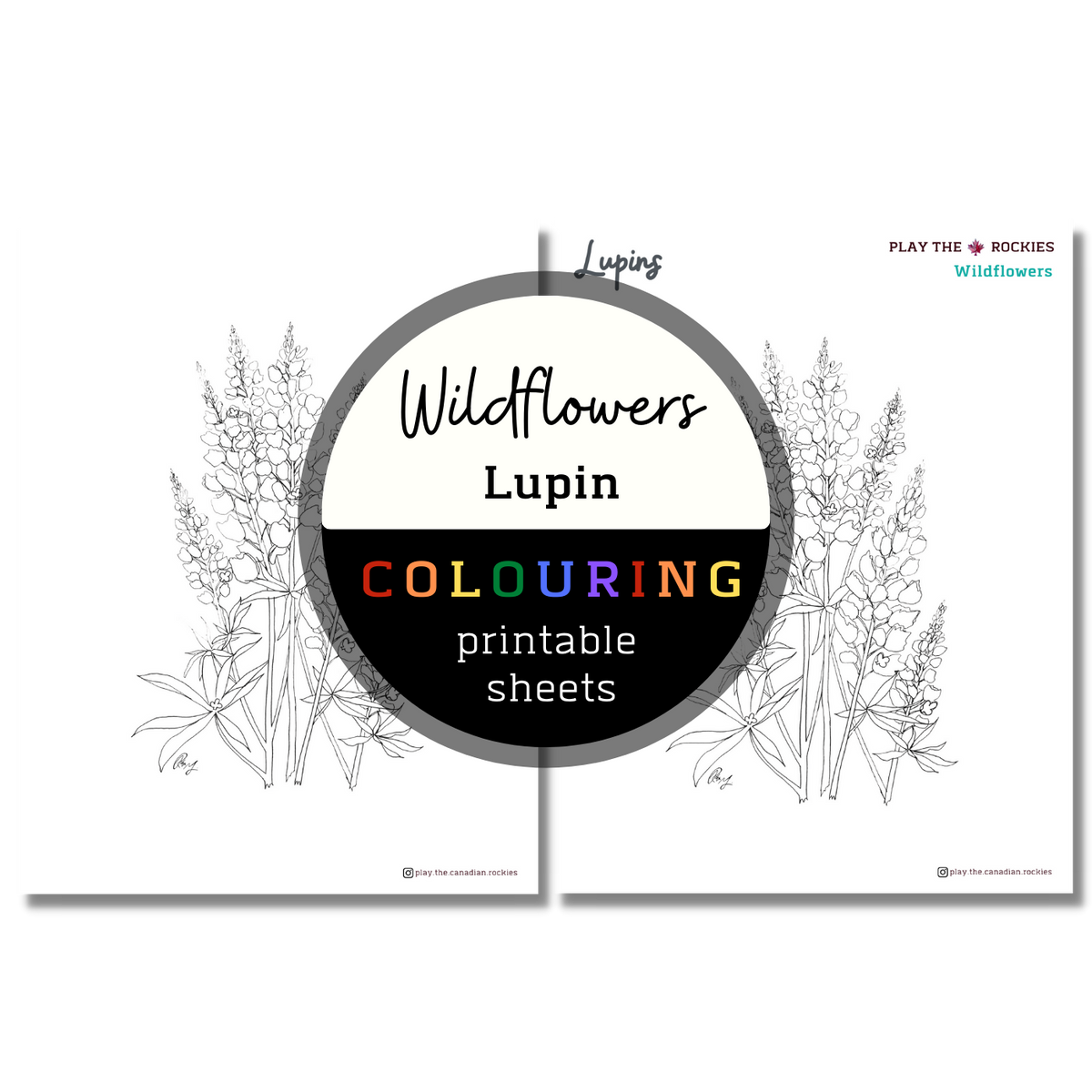 Wildflower: Lupins Colouring Sheets ⌲ Printable