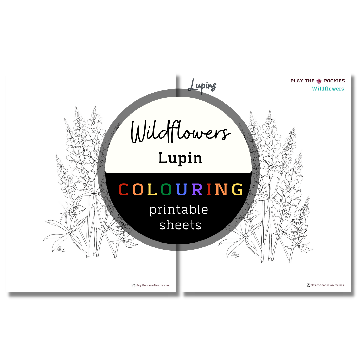 Wildflower: Lupins Colouring Sheets ⌲ Printable