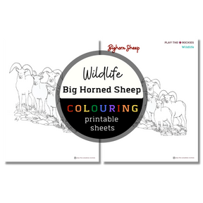 Set of 15 Wildlife Colouring Sheets ⌲ Printable