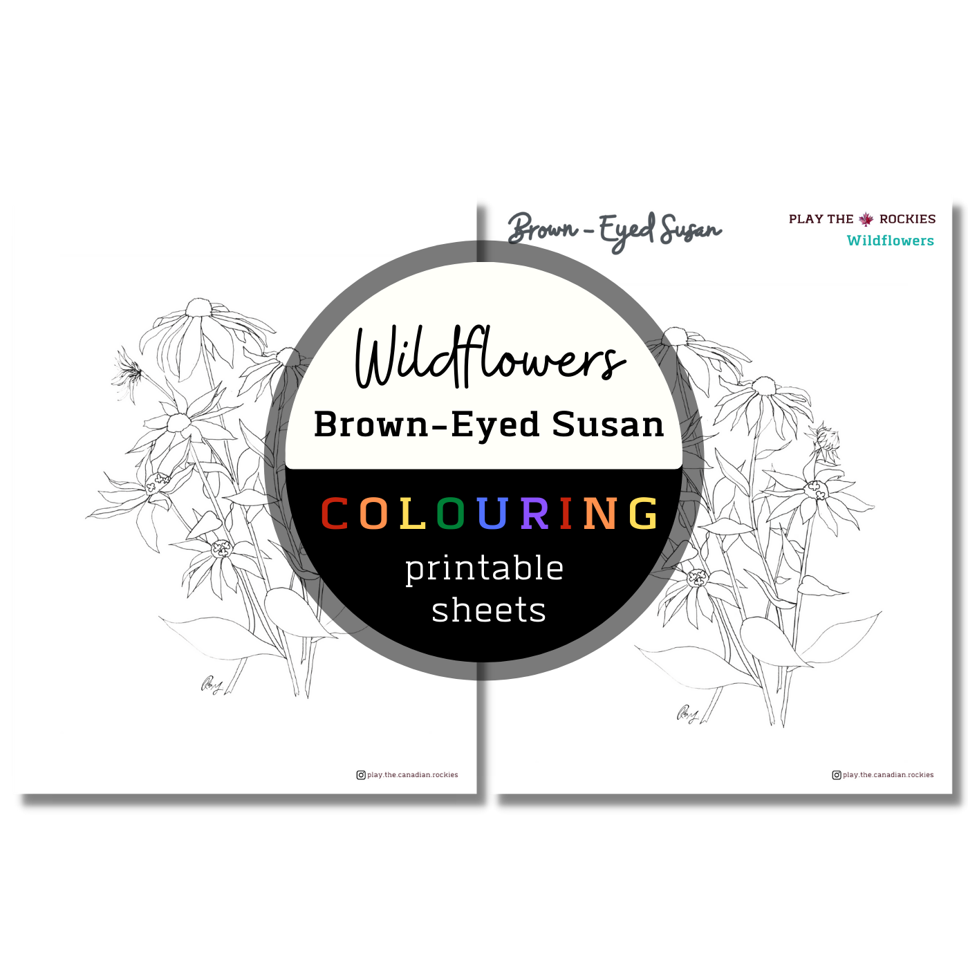 Wildflower: Brown Eyed Susan Colouring Sheets ⌲ Printable