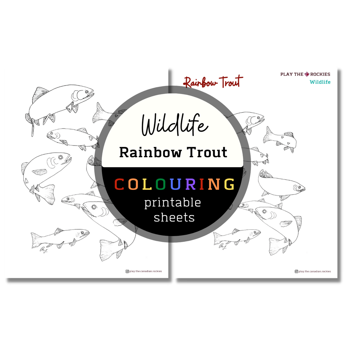 Wildlife: Rainbow Trout Colouring Sheets ⌲ Printable