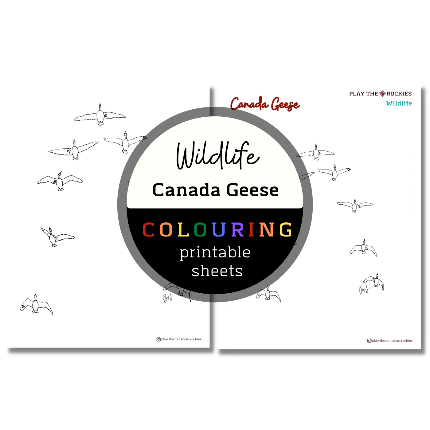 Wildlife: Canada Geese Colouring Sheets ⌲ Printable