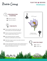 11 Jack - Prairie Crocus - Wildflowers - Information Sheet