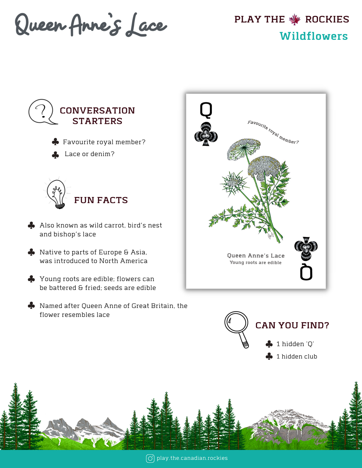 12 Queen - Queen Anne's Lace - Wildflowers - Information Sheet