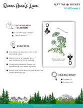 12 Queen - Queen Anne's Lace - Wildflowers - Information Sheet