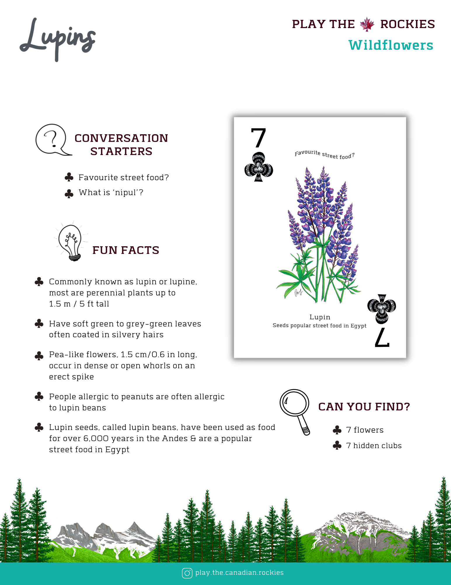 7 Lupins - Wildflowers - Information Sheet