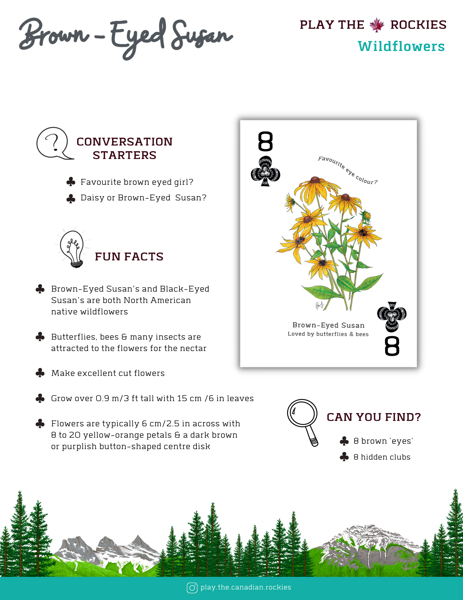 8 Brown-Eyed Susan - Wildflowers - Information Sheet