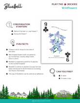 9 Bluebell - Wildflowers - Information Sheet