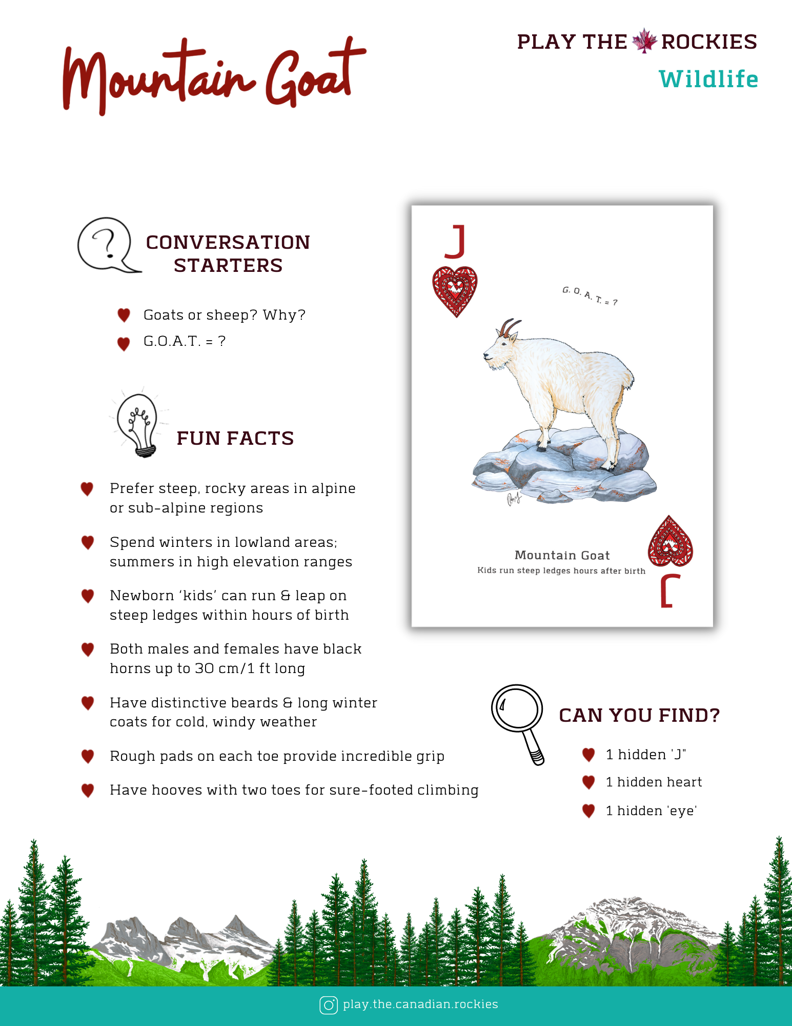 11 Jack - Mountain Goat - Wildlife - Information Sheet