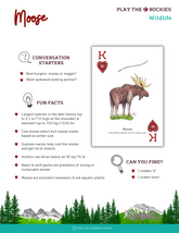 13 King - Moose - Wildlife - Information Sheet