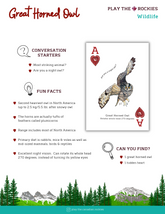 1 Ace - Great Horned Owl - Wildlife - Information Sheet