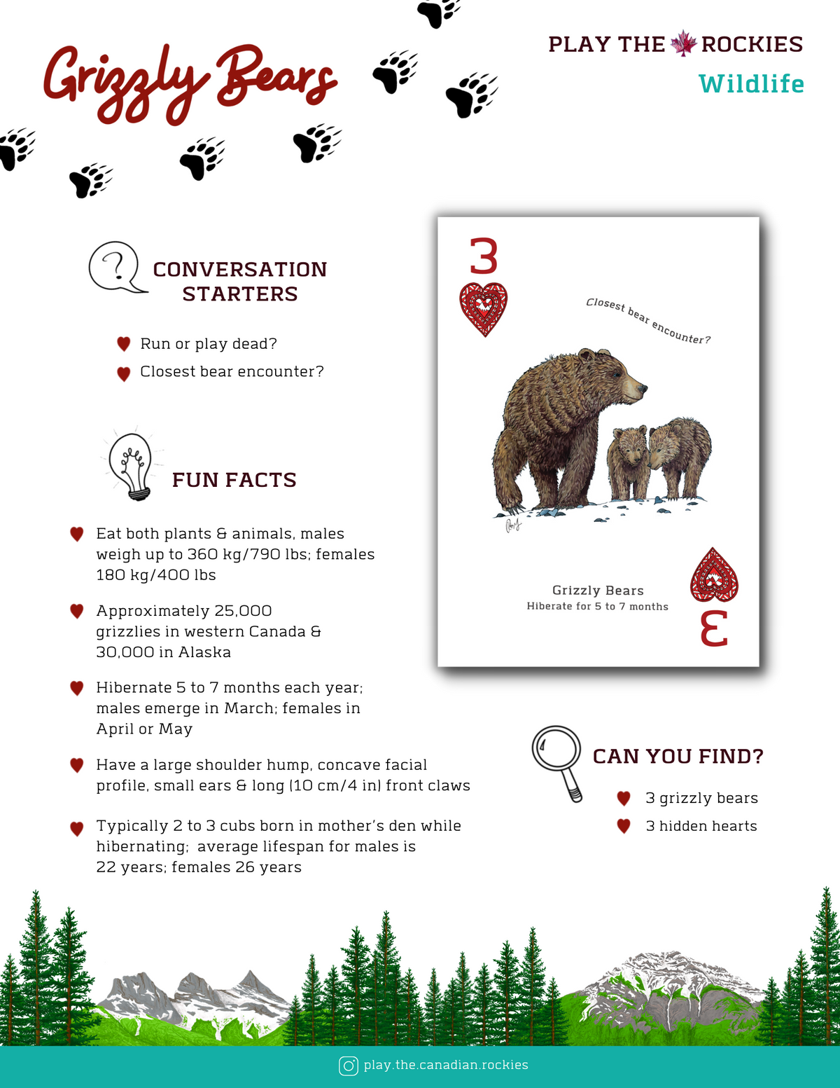 3 Grizzly Bears - Wildlife - Information Sheet