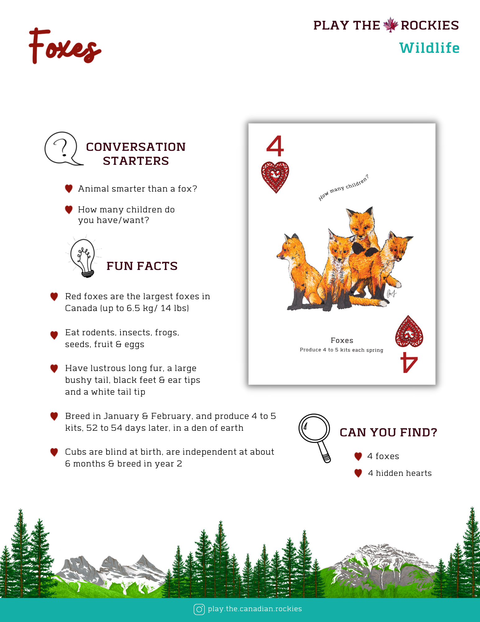 4 Foxes - Wildlife- Information Sheet