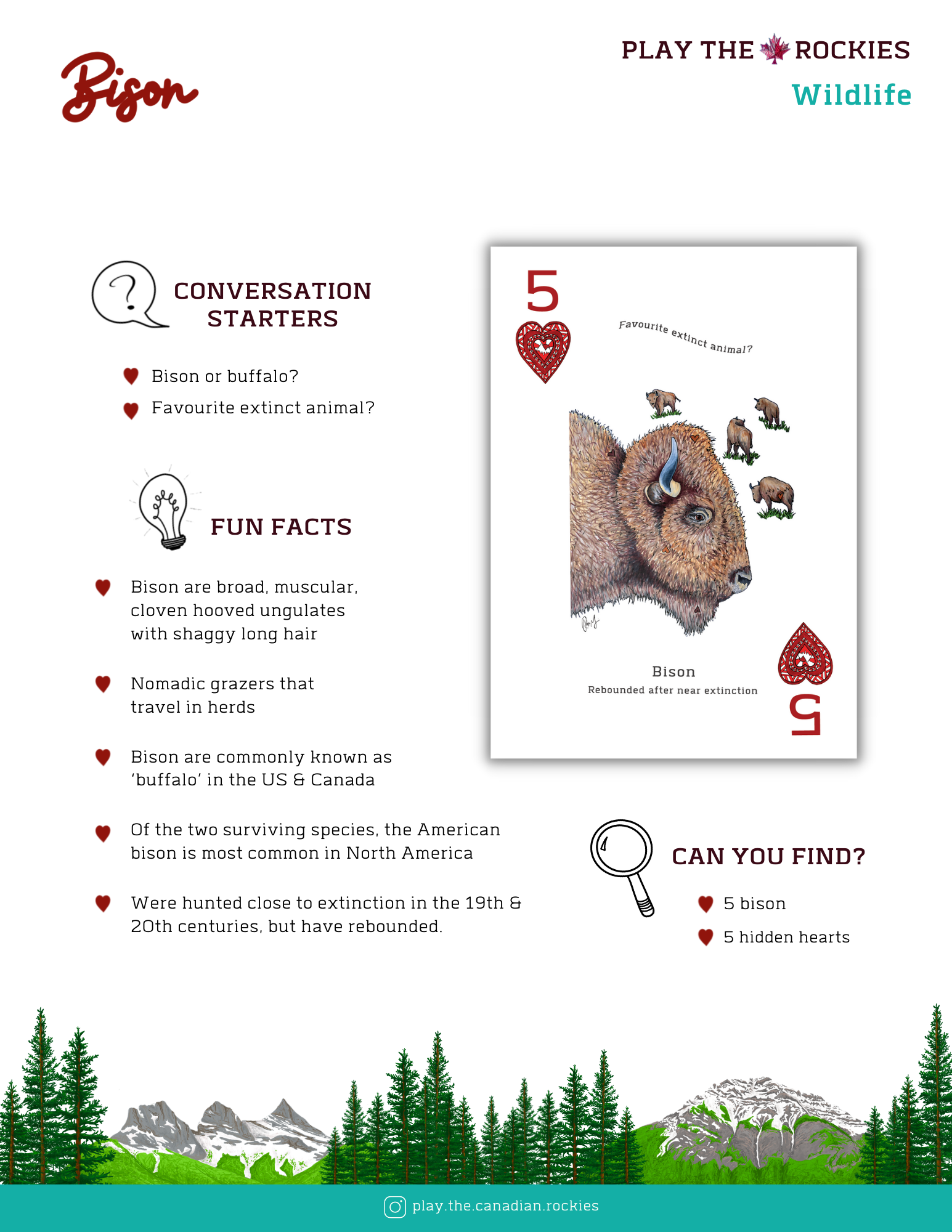 5 Bison - Wildlife - Information Sheet