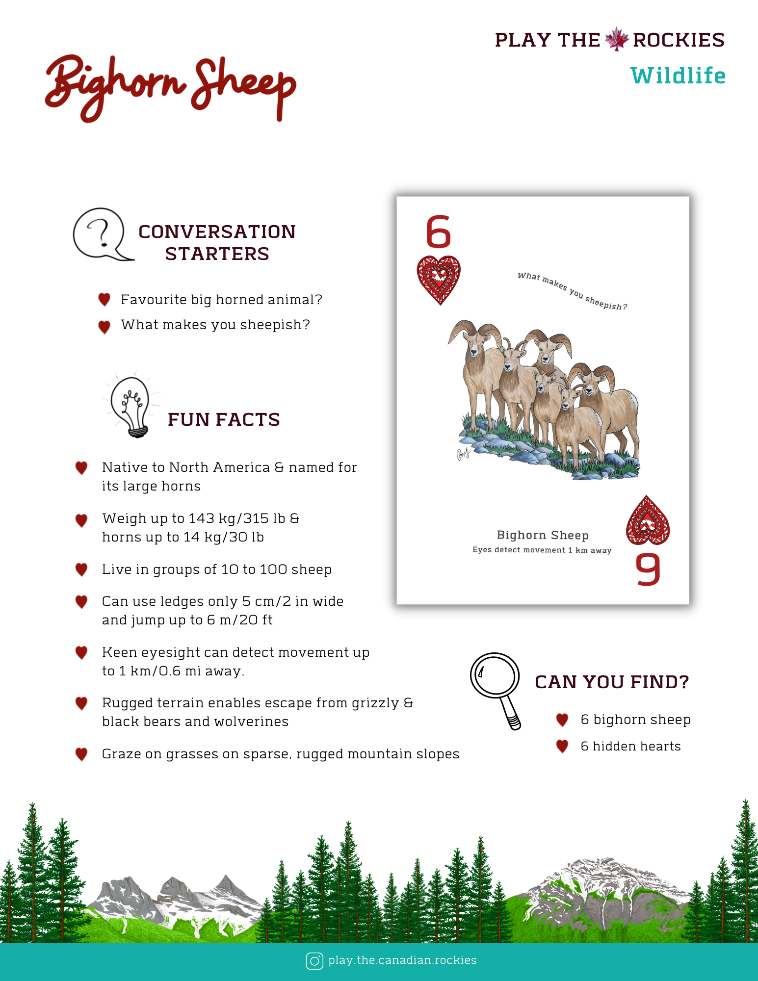 6 Big Horned Sheep - Wildlife - Information Sheet