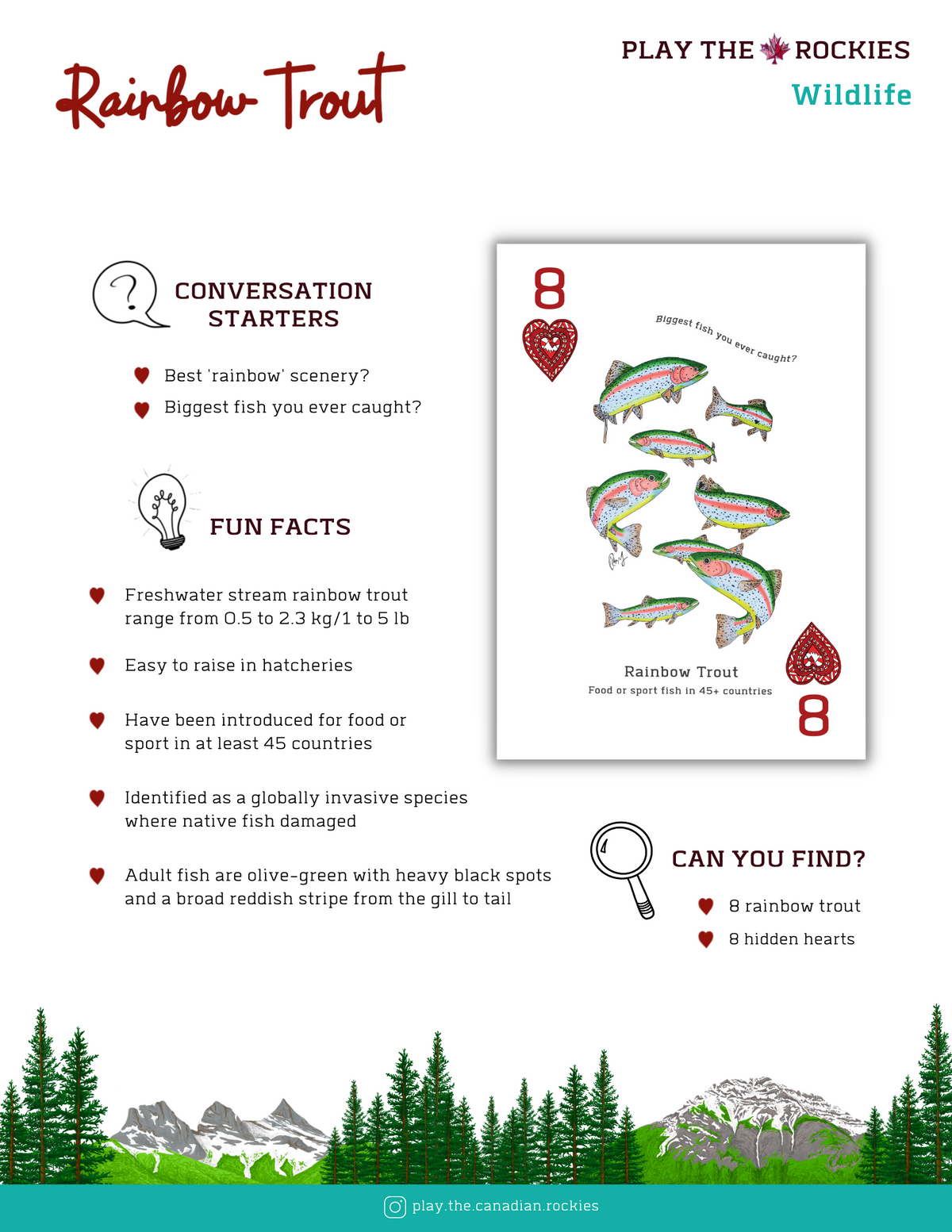 8 Rainbow Trout - Wildlife - Information Sheet