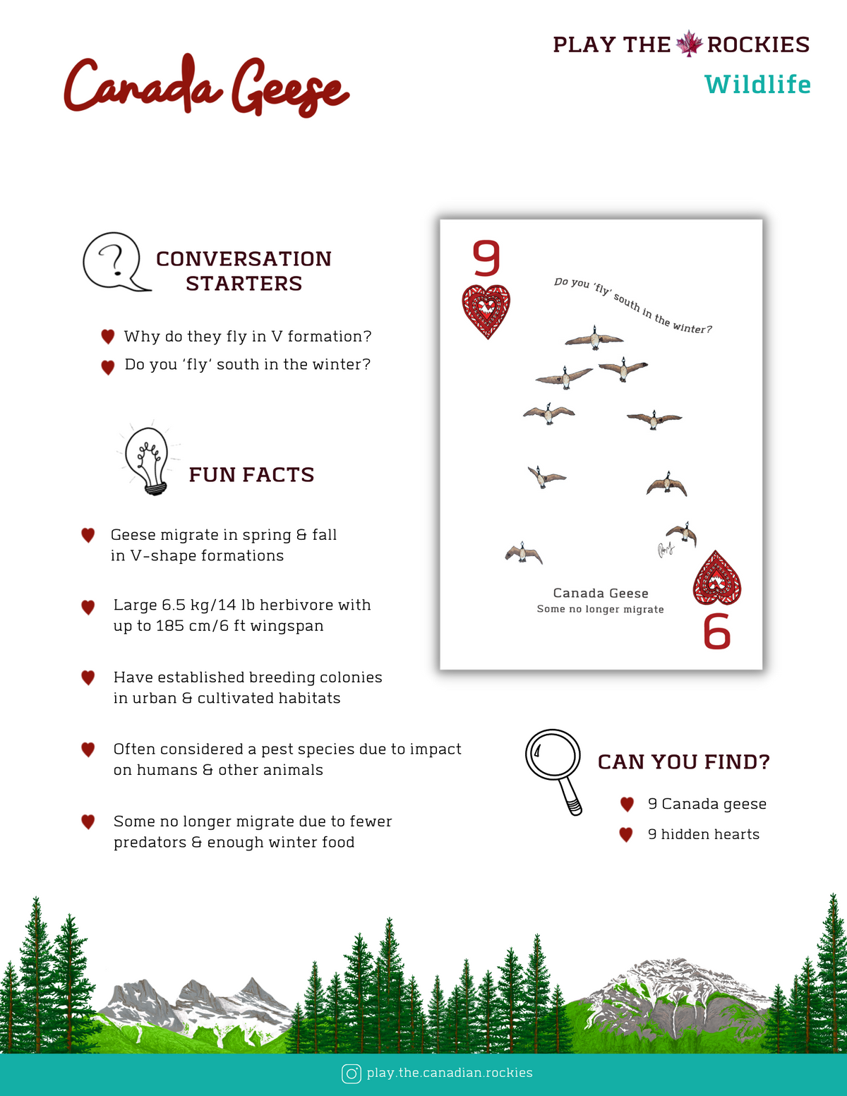 9 Canada Geese - Wildlife - Information Sheet