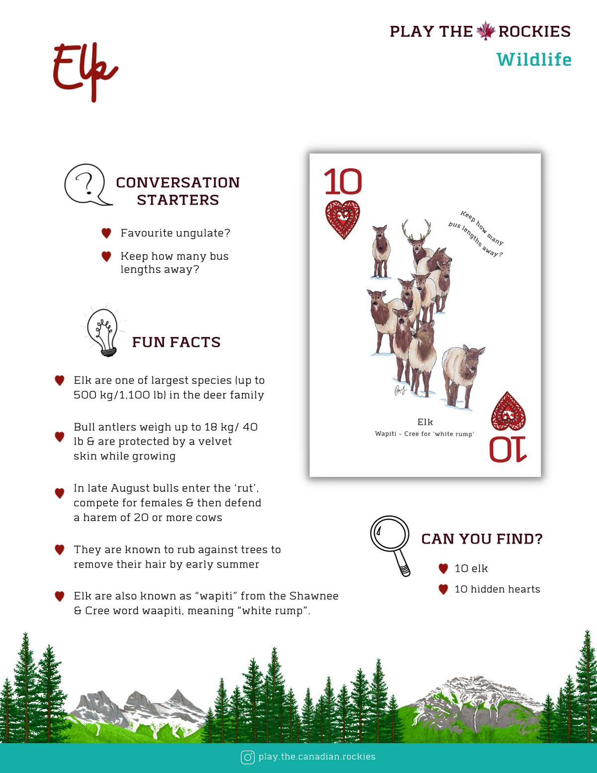 10 Elk - Wildlife - Information Sheet
